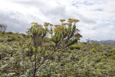 Senecio rigidus, photographed by Tony Rebelo