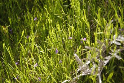 Psoralea laxa, photographed by Tony Rebelo