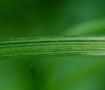 Miersia myodes, photographed by Nicolás Villaseca Merino