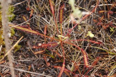 Drosera capensis, photographed by Tony Rebelo