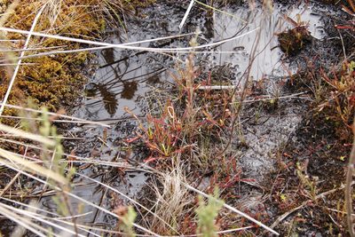 Drosera capensis, photographed by Tony Rebelo