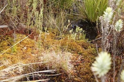 Sphagnum truncatum, photographed by Tony Rebelo