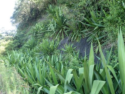 Furcraea foetida, photographed by Mahomed Desai