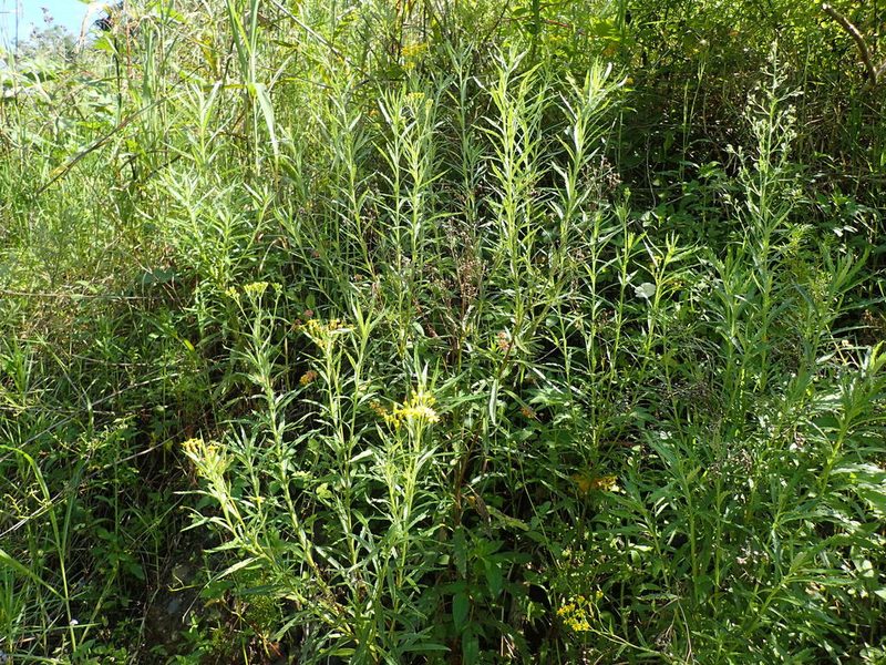 Senecio polyanthemoides, photographed by Mahomed Desai