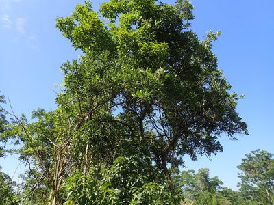 Pittosporum viridiflorum, photographed by Mahomed Desai