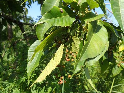 Searsia chirindensis, photographed by Mahomed Desai