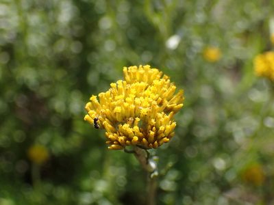Helichrysum cymosum, photographed by Mahomed Desai