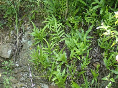 Microsorum scolopendria, photographed by Mahomed Desai
