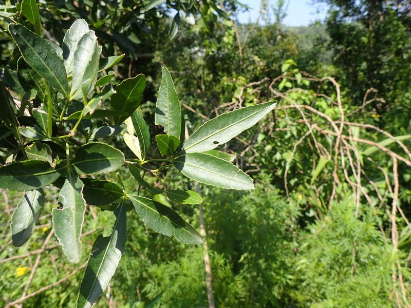 Searsia gueinzii, photographed by Mahomed Desai
