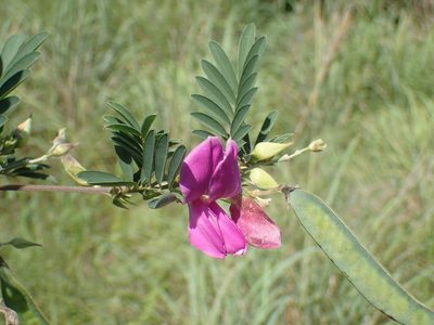 Tephrosia grandiflora, photographed by Mahomed Desai