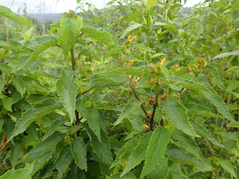Triumfetta pilosa, photographed by Mahomed Desai