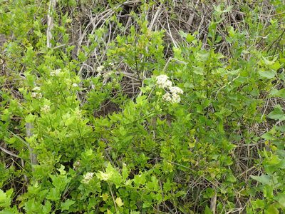 Microglossa mespilifolia, photographed by Mahomed Desai