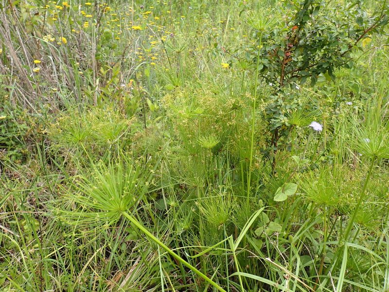 Cyperus prolifer, photographed by Mahomed Desai