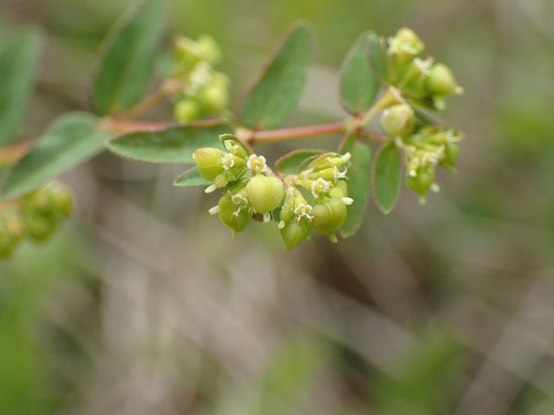 Euphorbia nutans, photographed by Mahomed Desai