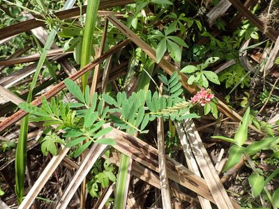 Indigofera hendecaphylla, photographed by Mahomed Desai
