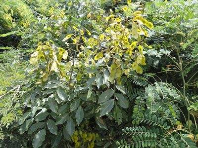 Dalbergia obovata, photographed by Mahomed Desai
