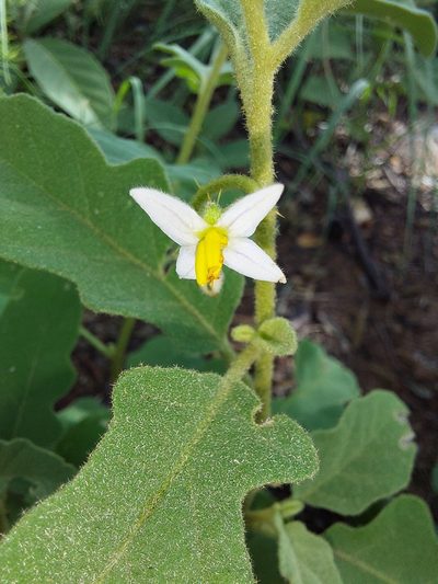 Solanum catombelense, photographed by Manuel R Popp