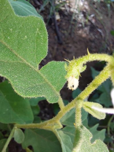 Solanum catombelense, photographed by Manuel R Popp