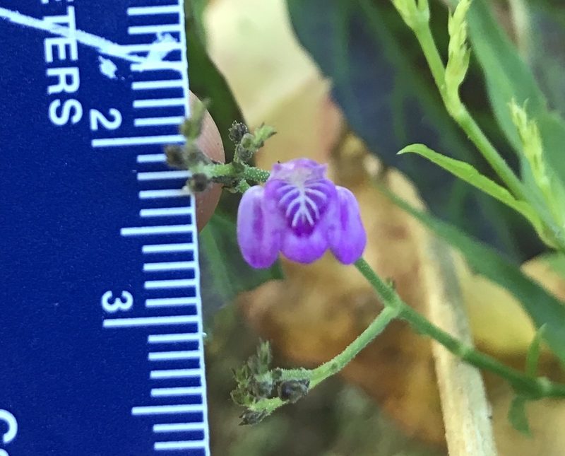 Dianthera pectoralis, photographed by Amanda Fisher