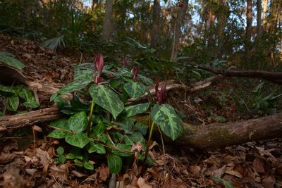 Trillium maculatum, photographed by Siddarth Machado