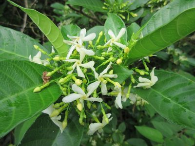 Tabernaemontana alba, photographed by Lily_Trujillo