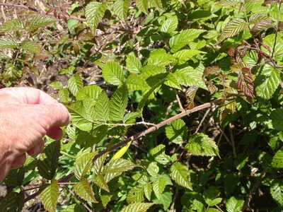 Rubus pinnatus, photographed by Shaun Swanepoel