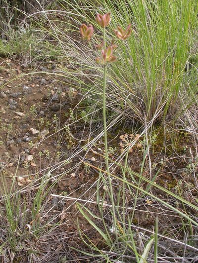 Lomatium simplex, photographed by Matt Lavin