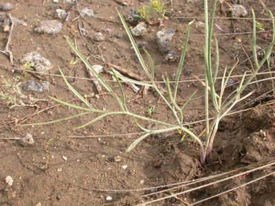 Lomatium simplex, photographed by Matt Lavin