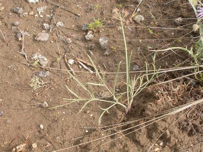 Lomatium simplex, photographed by Matt Lavin