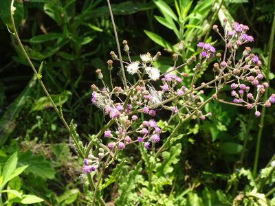Senecio purpureus, photographed by Shaun Swanepoel
