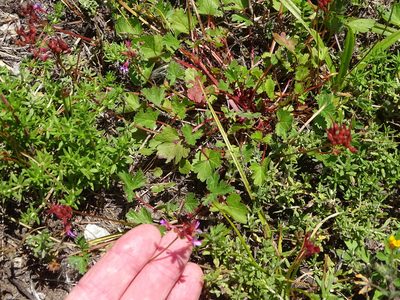 Pelargonium grossularioides, photographed by Shaun Swanepoel