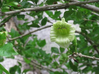 Parmentiera aculeata, photographed by Lily_Trujillo