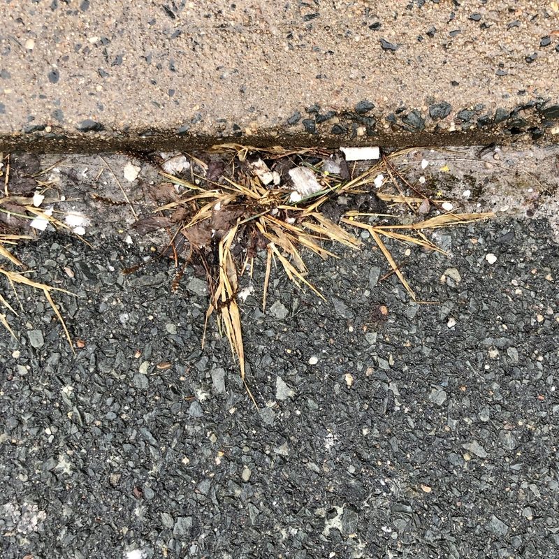 Digitaria ischaemum, photographed by Jamie VanBuskirk