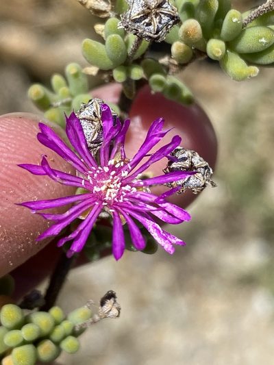 Drosanthemum tuberculiferum, photographed by Dave U