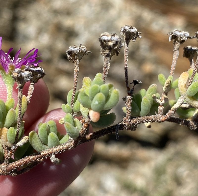 Drosanthemum tuberculiferum, photographed by Dave U