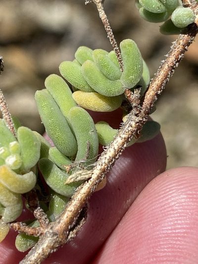 Drosanthemum tuberculiferum, photographed by Dave U