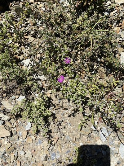 Drosanthemum tuberculiferum, photographed by Dave U