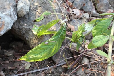 Barleria oenotheroides, photographed by Viacheslav Shalisko
