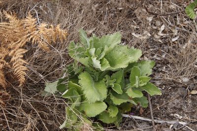 Senecio rigidus, photographed by Tony Rebelo