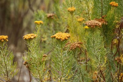 Athanasia crithmifolia, photographed by Tony Rebelo