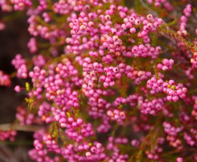 Erica multumbellifera, photographed by Tony Rebelo