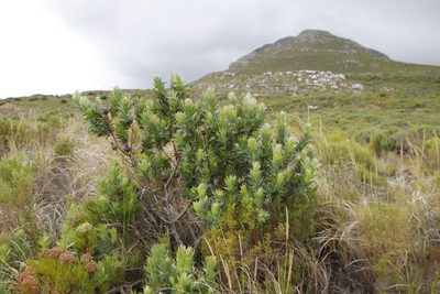 Protea coronata, photographed by Tony Rebelo