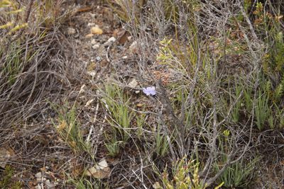 Aristea dichotoma, photographed by Tony Rebelo