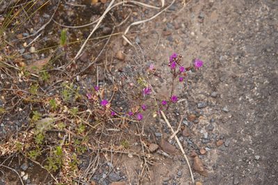 Erepsia bracteata, photographed by Tony Rebelo