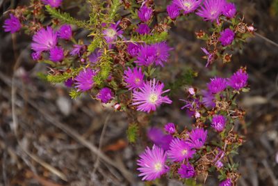 Lampranthus emarginatus, photographed by Tony Rebelo