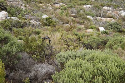 Thesium strictum, photographed by Tony Rebelo