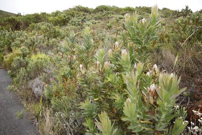 Protea coronata, photographed by Tony Rebelo