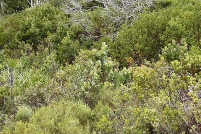 Protea coronata, photographed by Tony Rebelo