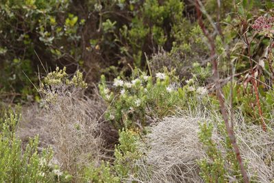 Phylica pubescens, photographed by Tony Rebelo