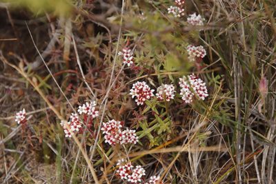 Crassula pruinosa, photographed by Tony Rebelo